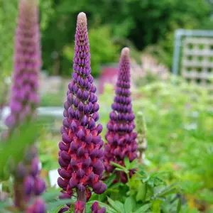 Lupinus West Country 'Masterpiece'